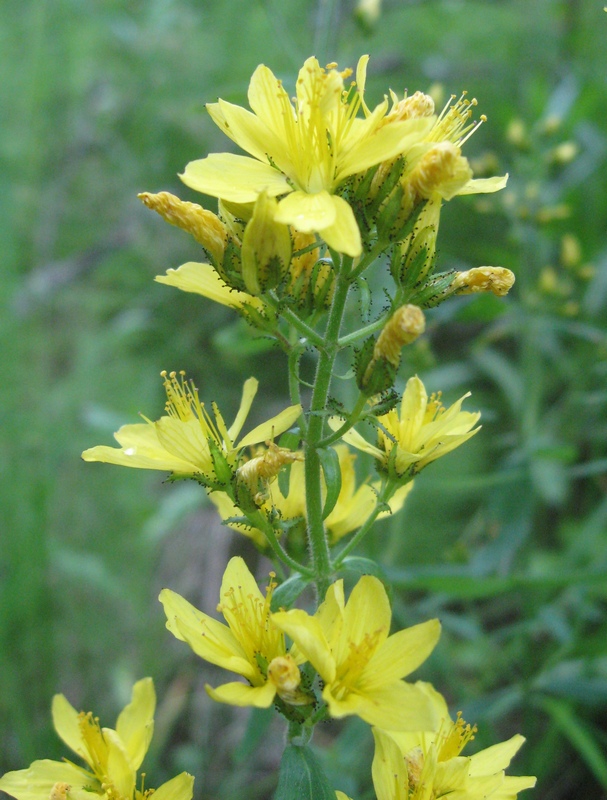 Изображение особи Hypericum hirsutum.