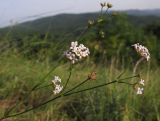 genus Asperula. Верхушка побега с соцветиями. Краснодарский край, Абинский р-н, хр. Грузинка, склон горы Грузинка. 05.06.2014.