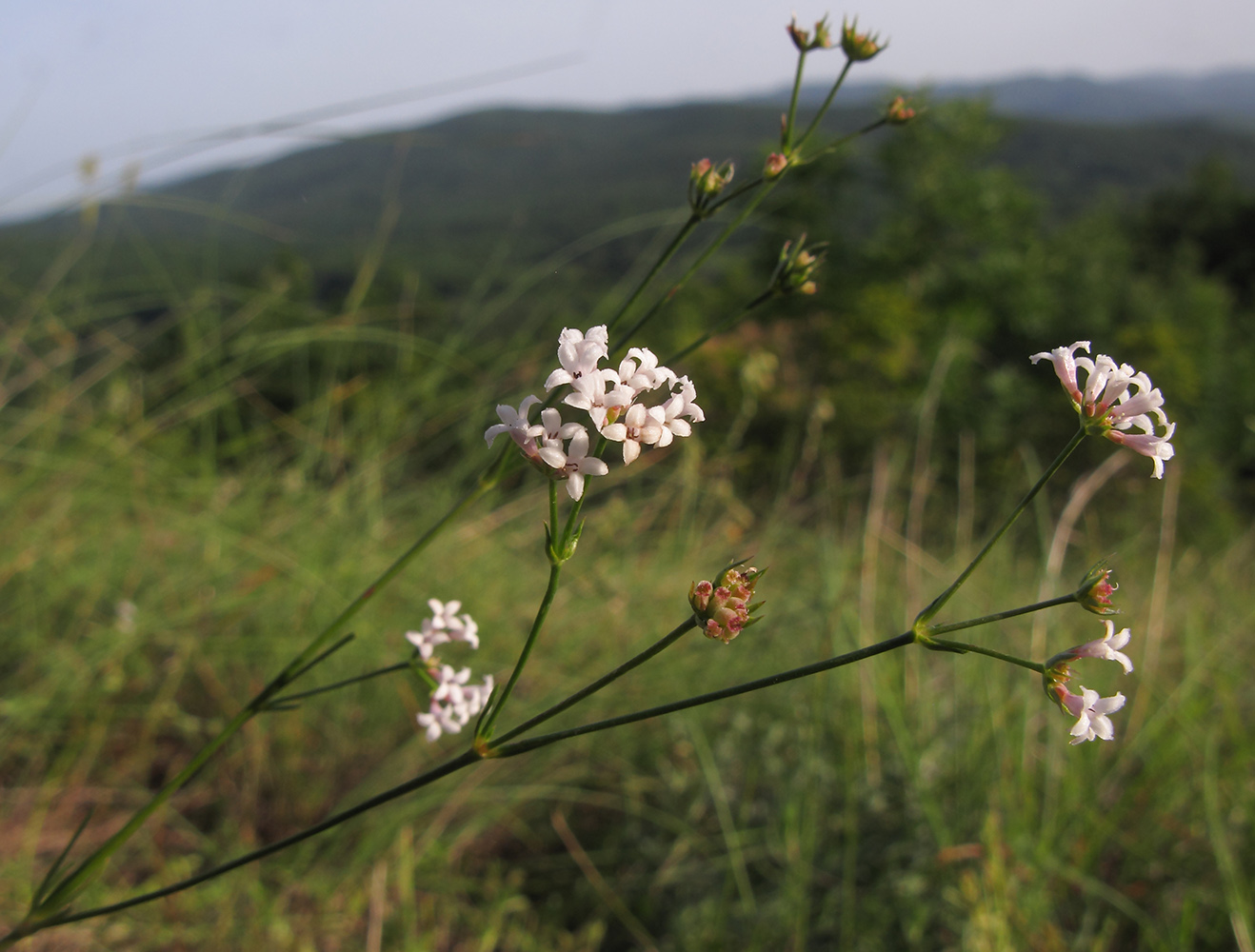 Image of genus Asperula specimen.