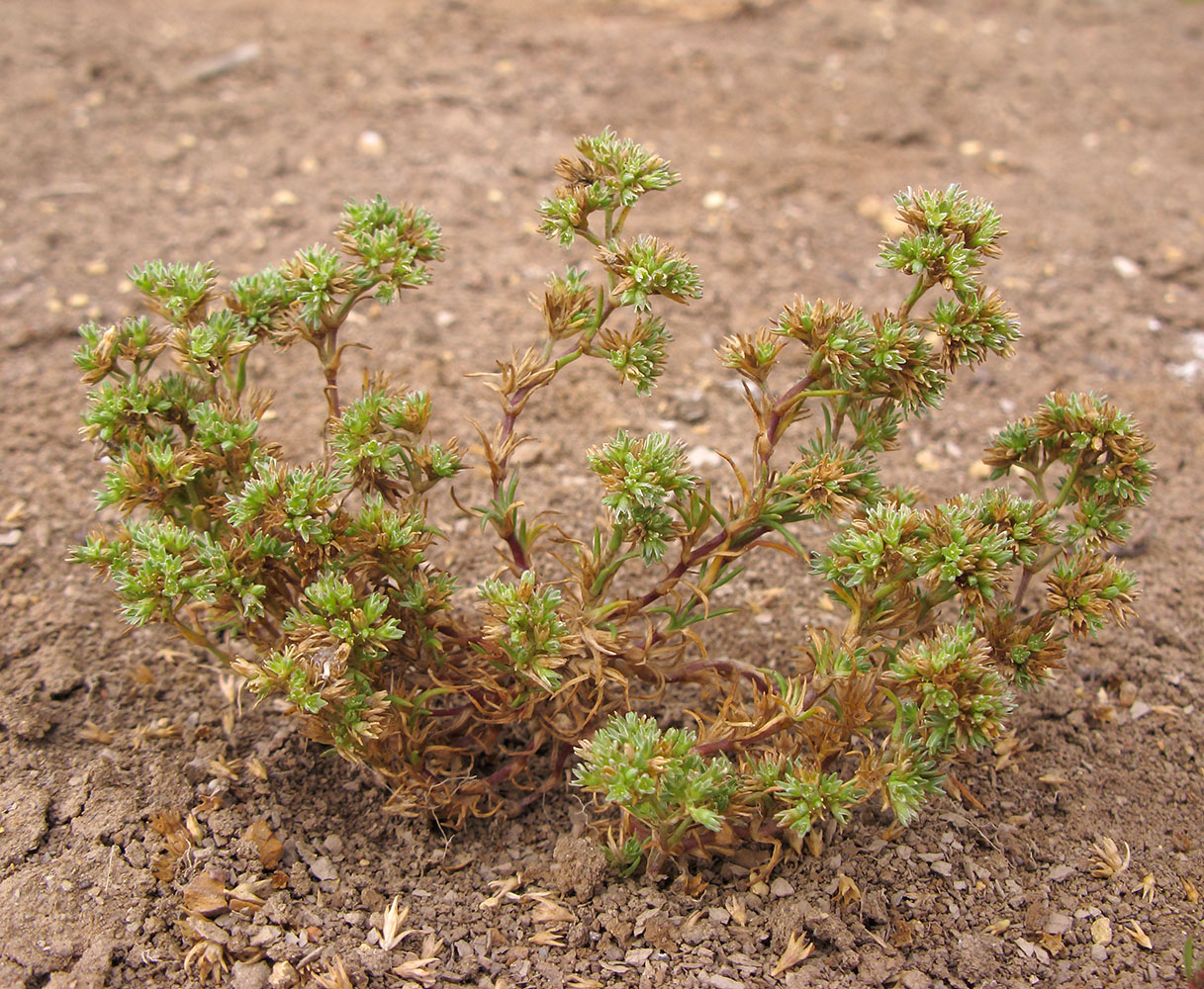 Изображение особи Scleranthus annuus.