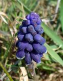 Muscari neglectum. Соцветие. Крым, г. Севастополь, территория музея-заповедника \"Херсонес Таврический\". 22 марта 2011 г.