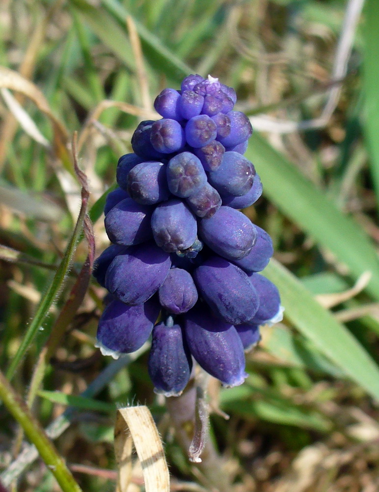 Image of Muscari neglectum specimen.