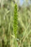 Rostraria obtusiflora