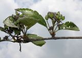 Sorbus mougeotii
