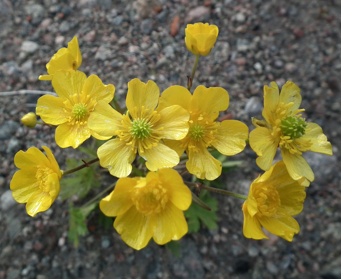 Image of genus Ranunculus specimen.