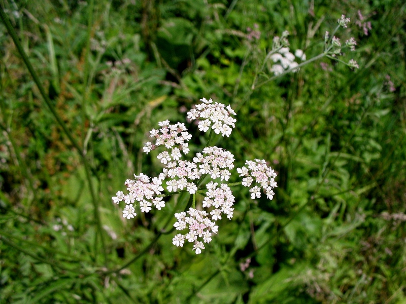 Image of Torilis japonica specimen.