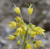 Allium flavum