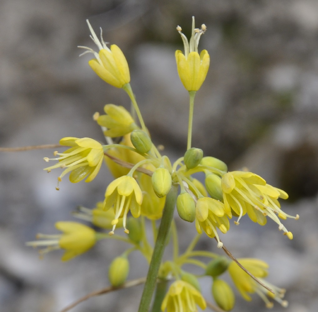 Image of Allium flavum specimen.