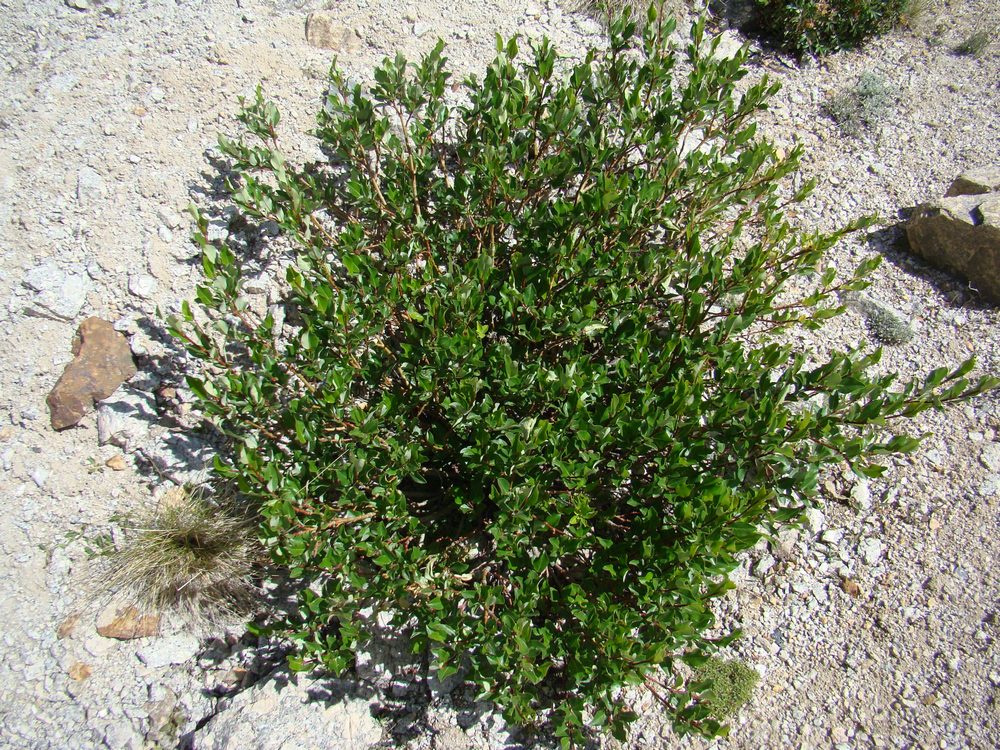 Image of Salix alatavica specimen.