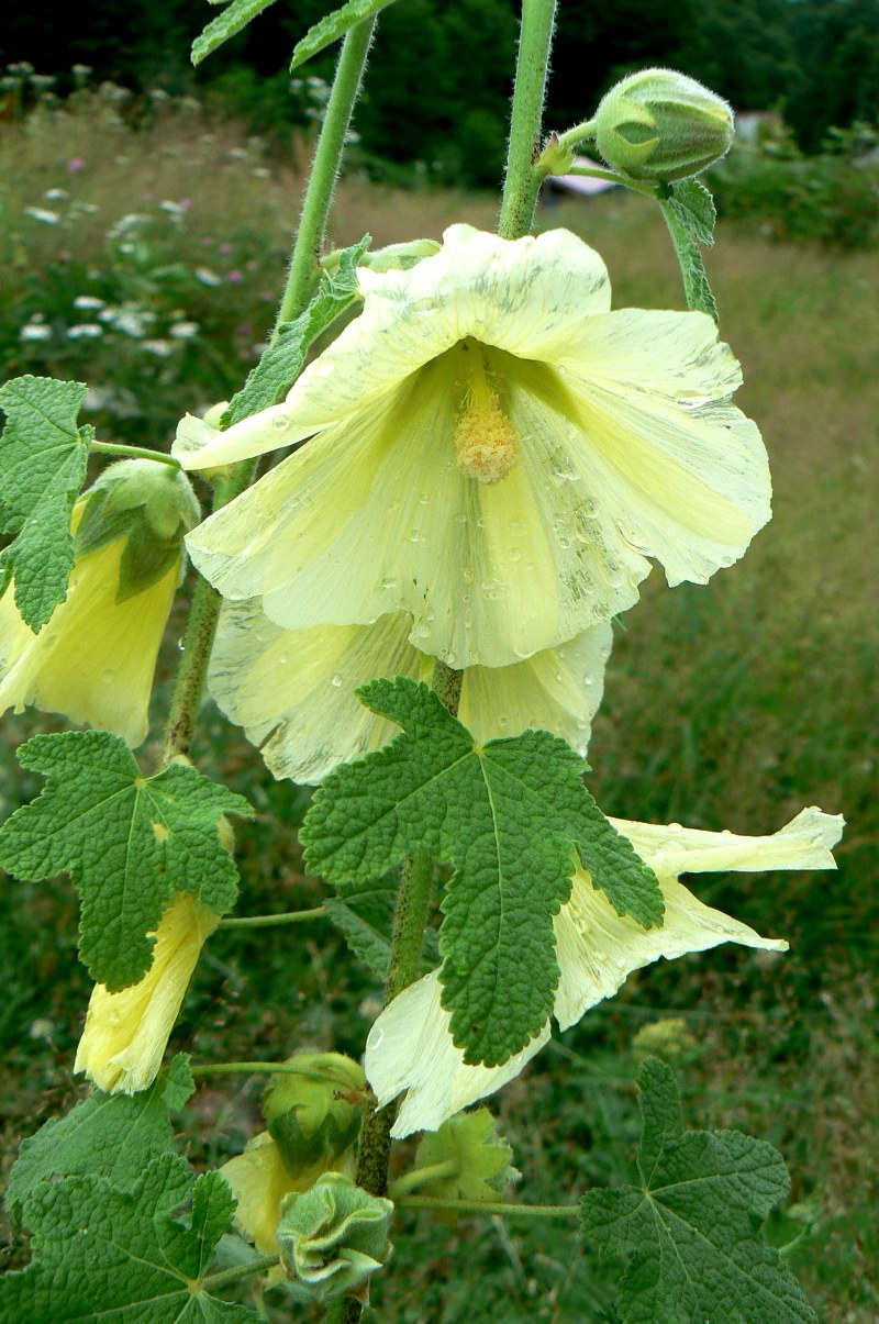 Изображение особи Alcea rugosa.