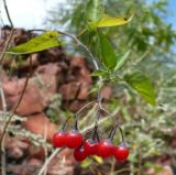 Solanum kitagawae