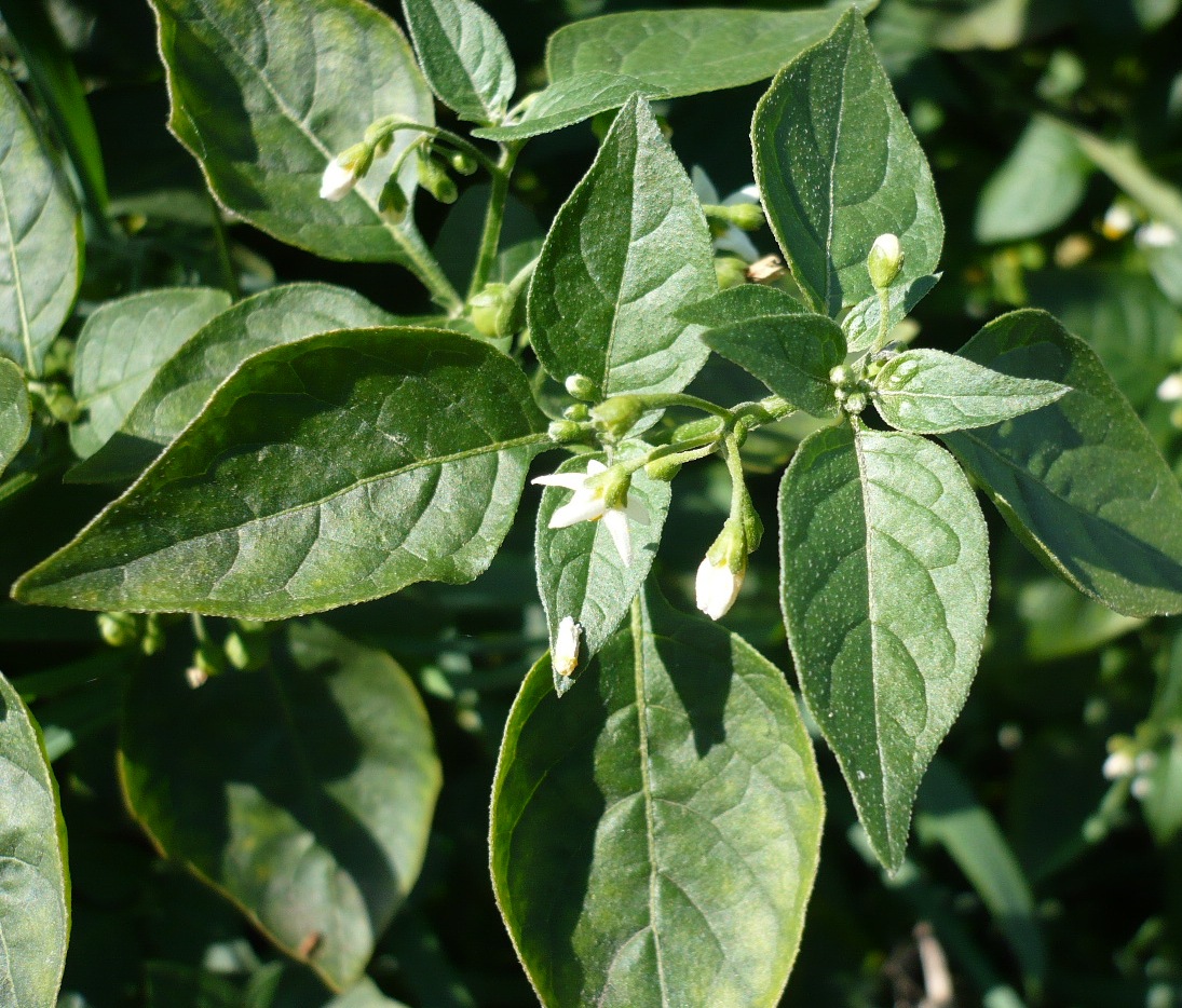 Изображение особи Solanum nigrum.