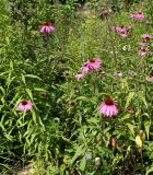 Echinacea purpurea. Цветущие растения. Германия, г. Дюссельдорф, Ботанический сад университета. 03.07.2014.