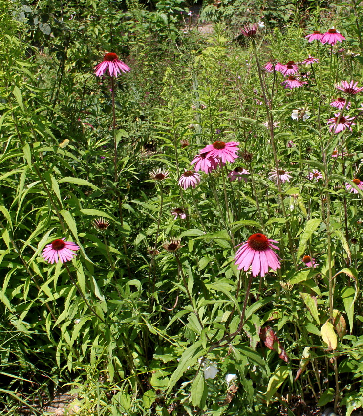 Изображение особи Echinacea purpurea.