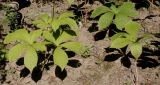 Rodgersia aesculifolia. Листья. Германия, г. Дюссельдорф, Ботанический сад университета. 03.07.2014.