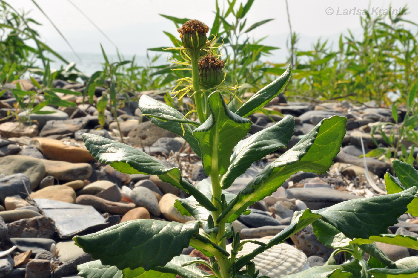 Изображение особи Senecio pseudoarnica.