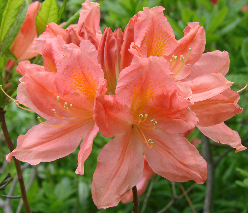Image of genus Rhododendron specimen.