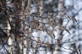 Populus tremula