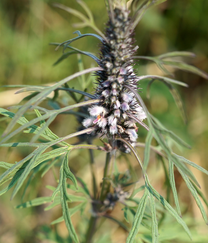 Изображение особи Leonurus deminutus.