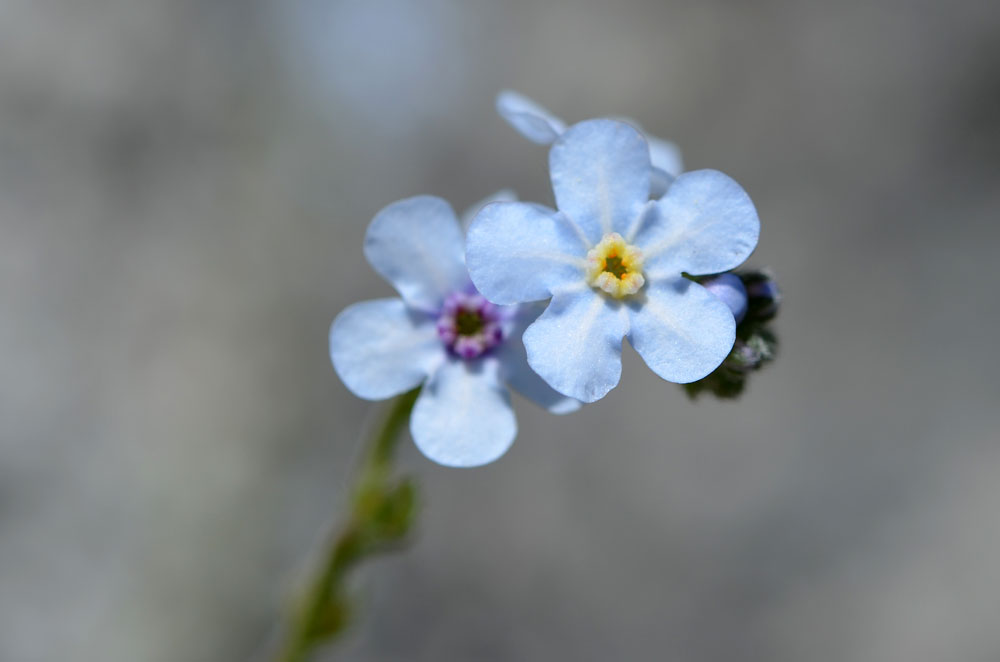 Изображение особи Lappula microcarpa.