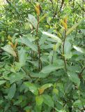 Salix phylicifolia. Молодые побеги растения. Кольский п-ов, Восточный Мурман, окр. пос. Дальние Зеленцы. 03.08.2009.