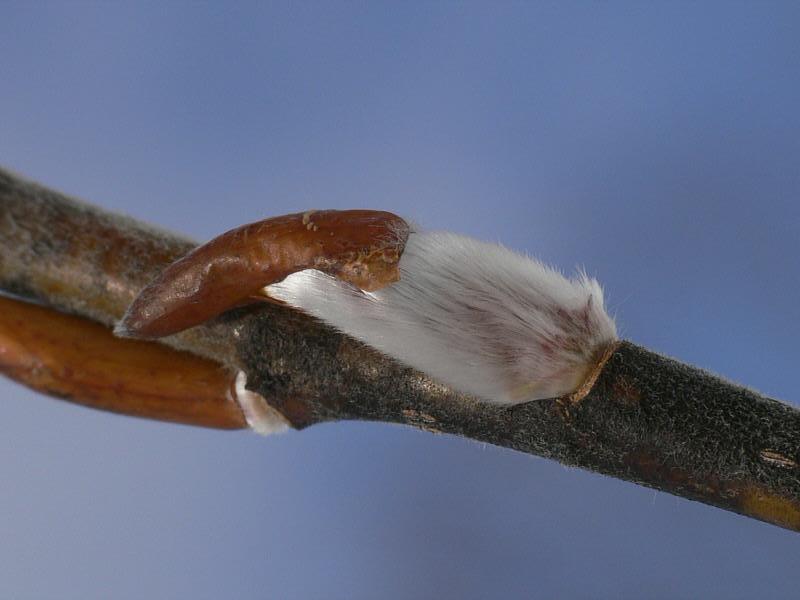 Изображение особи Salix udensis.