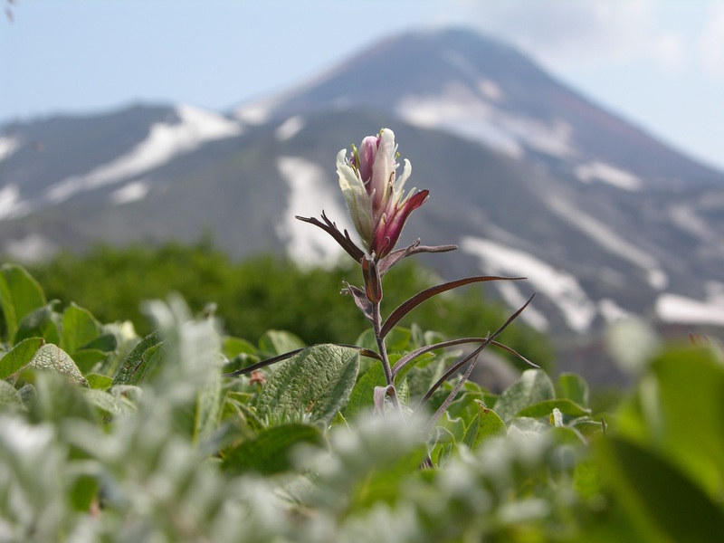 Image of Castilleja pavlovii specimen.