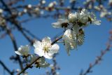 Prunus cerasifera