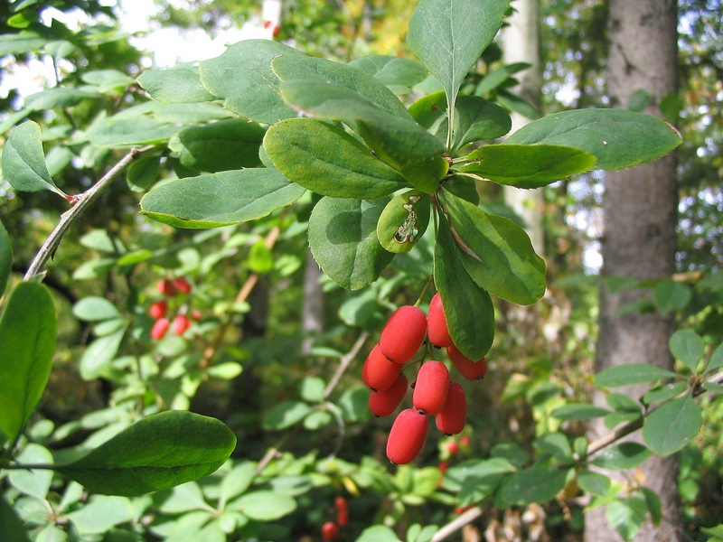 Image of Berberis vulgaris specimen.