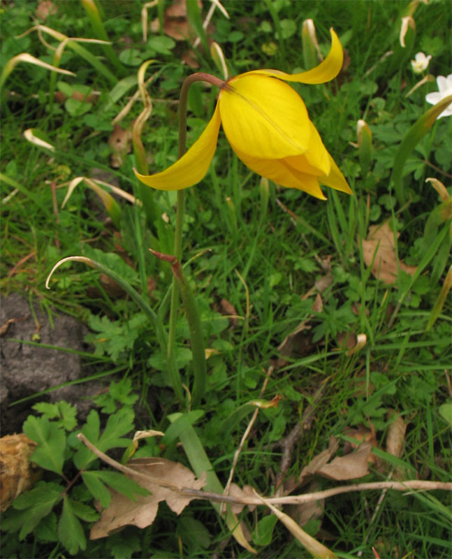 Image of Tulipa sylvestris specimen.