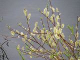 Salix acutifolia