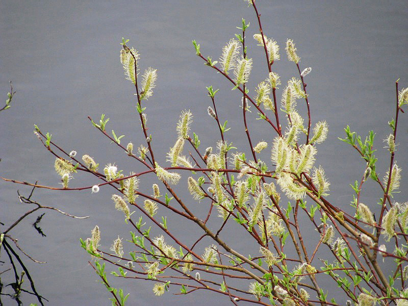 Image of Salix acutifolia specimen.