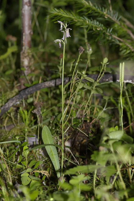 Image of Dactylorhiza &times; mixta specimen.