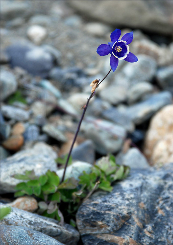 Изображение особи Aquilegia sibirica.