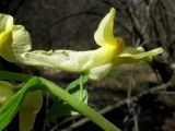 Corydalis talpina