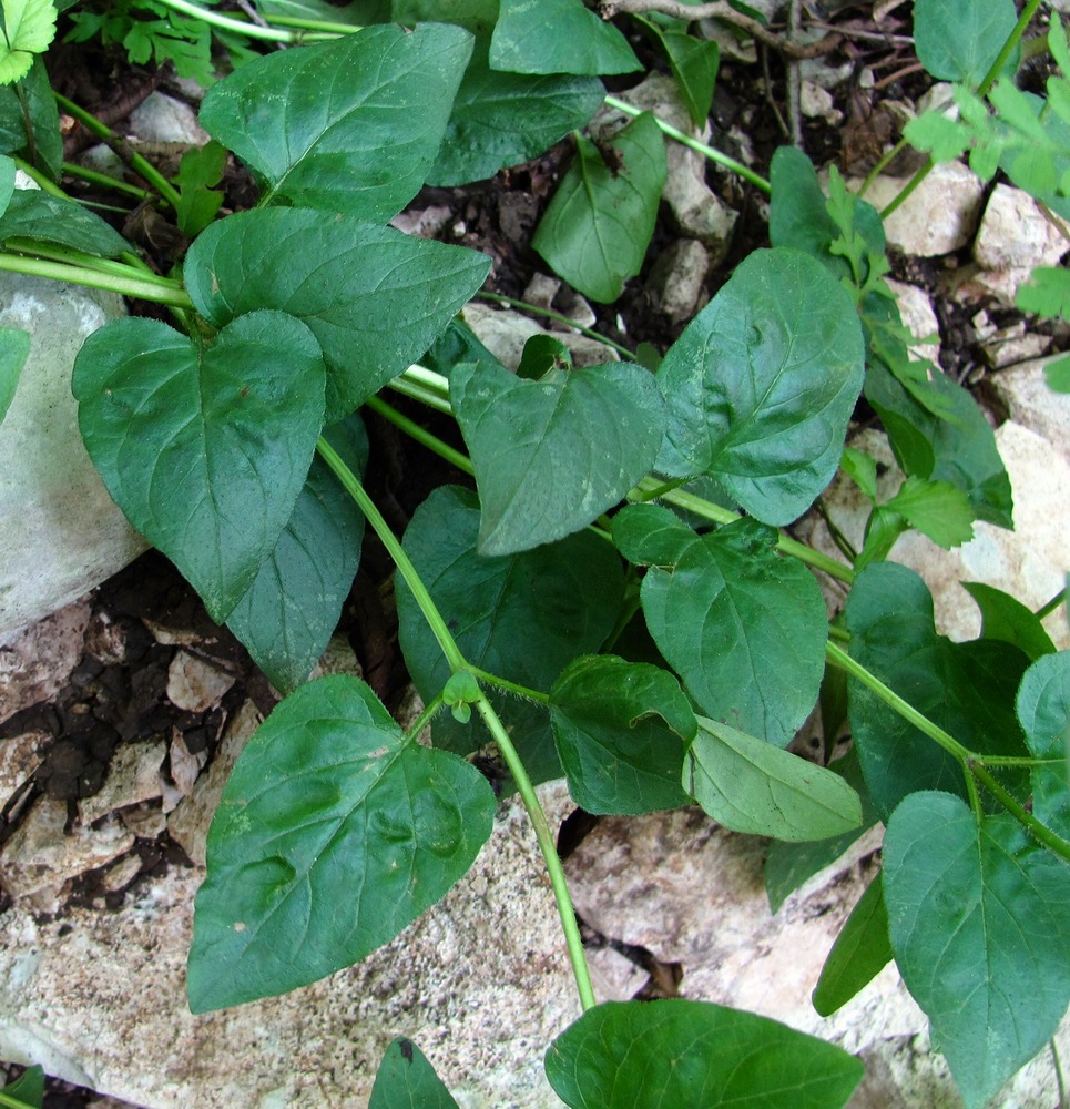 Image of Prunella gracillicaulia specimen.