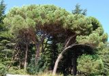 Pinus pinea