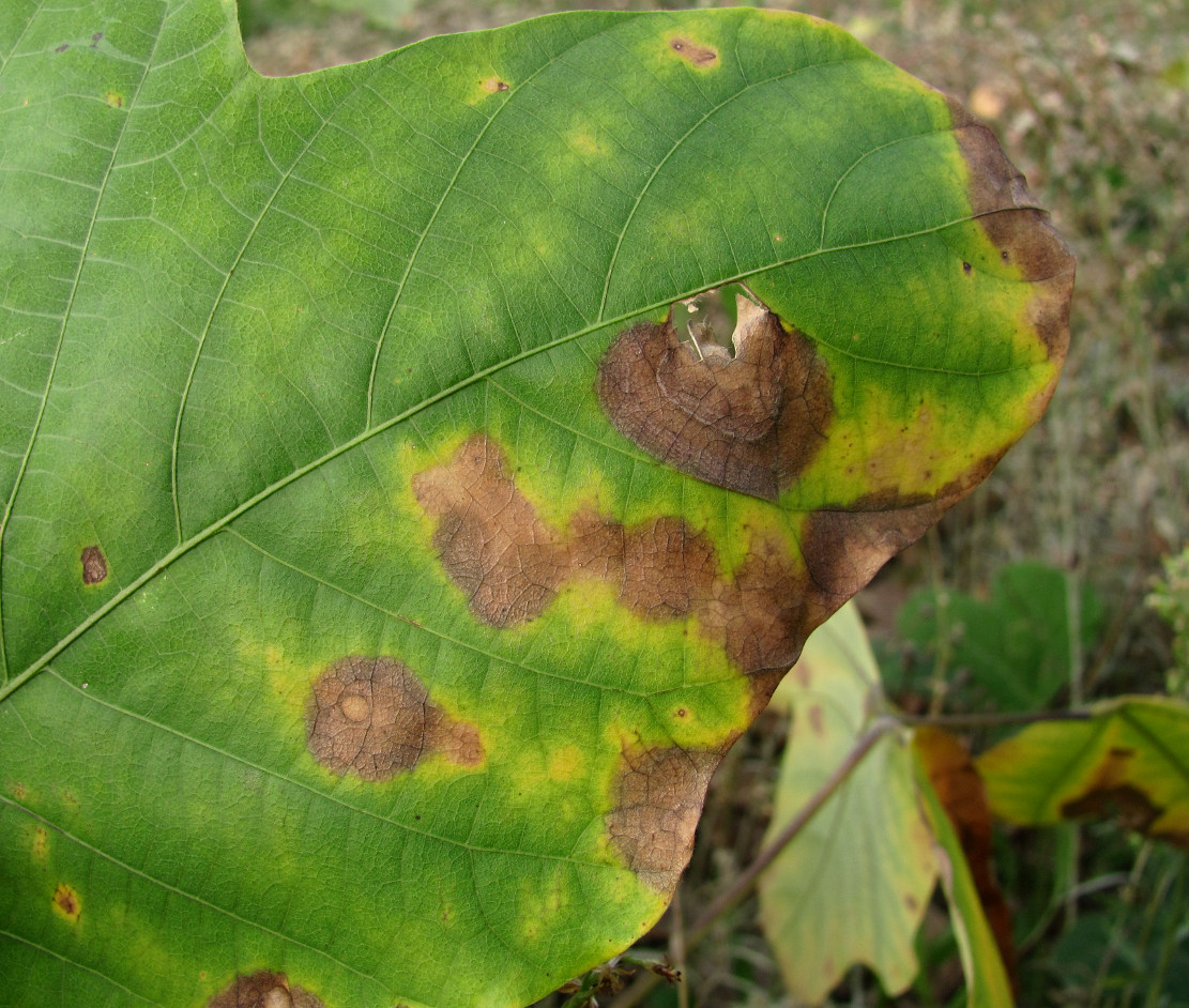 Image of Pueraria lobata specimen.