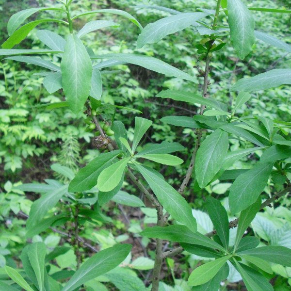 Image of Daphne mezereum specimen.