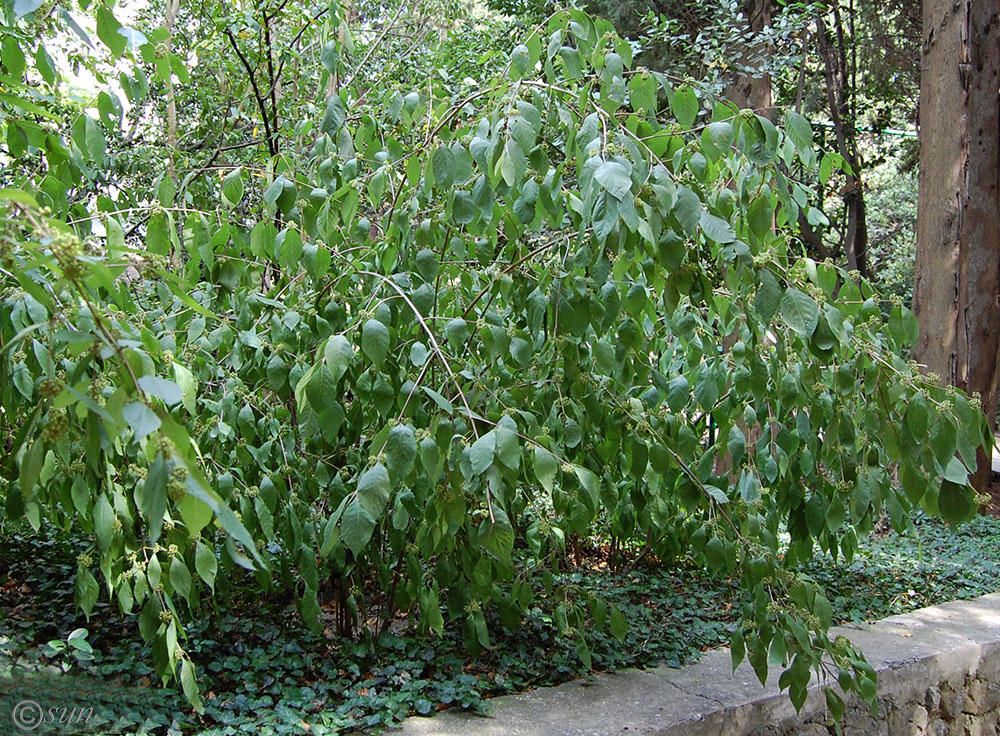 Image of Callicarpa bodinieri specimen.