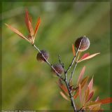 Amygdalus nana. Ветвь с плодами. Республика Татарстан, Альметьевский р-н, склон долины р. Зай. 16.08.2006.