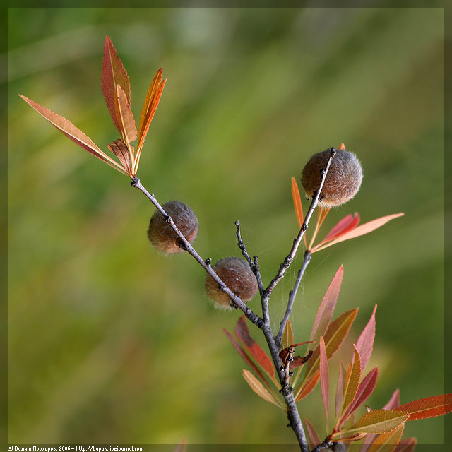 Изображение особи Amygdalus nana.