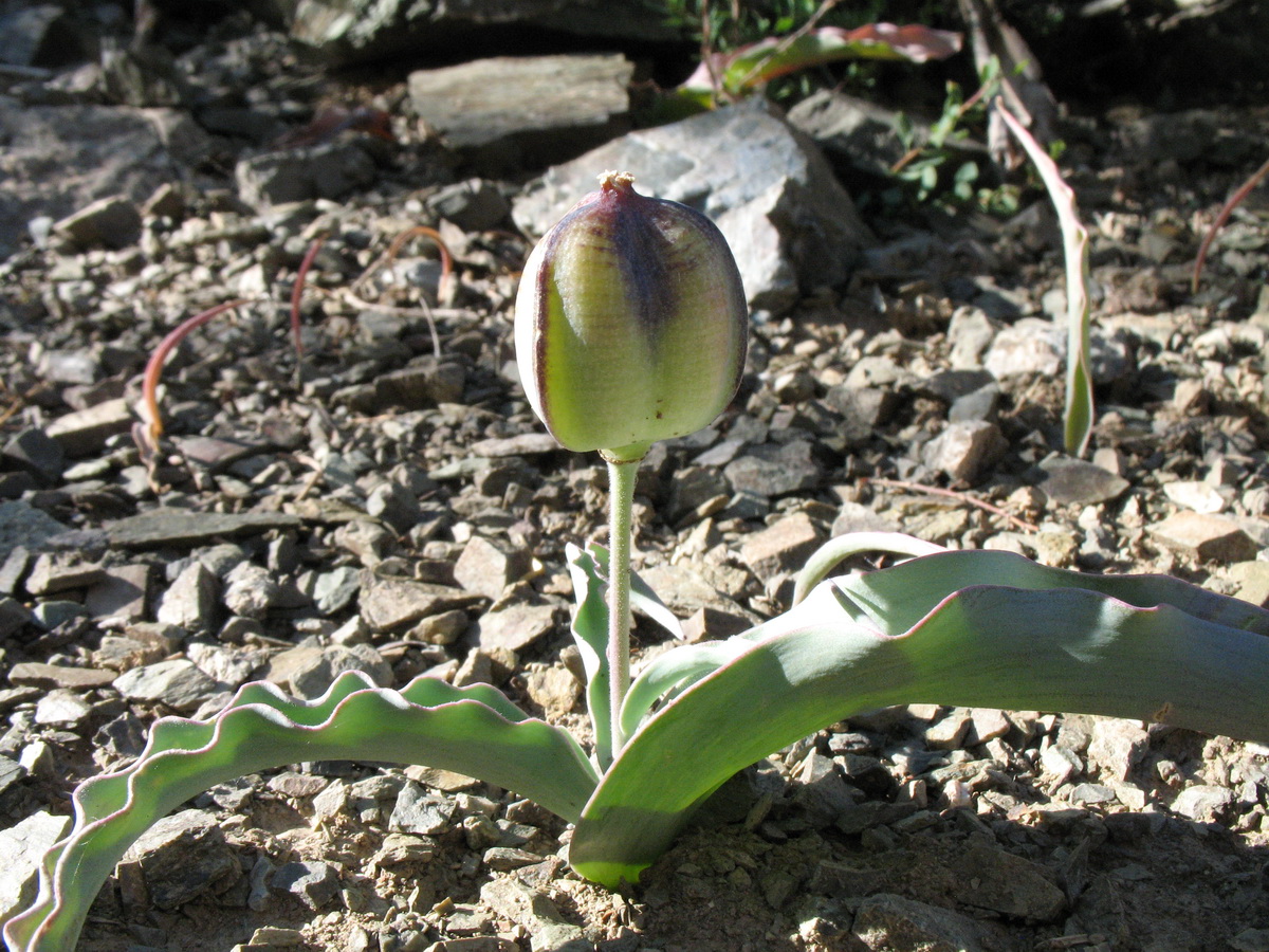 Изображение особи Tulipa annae.