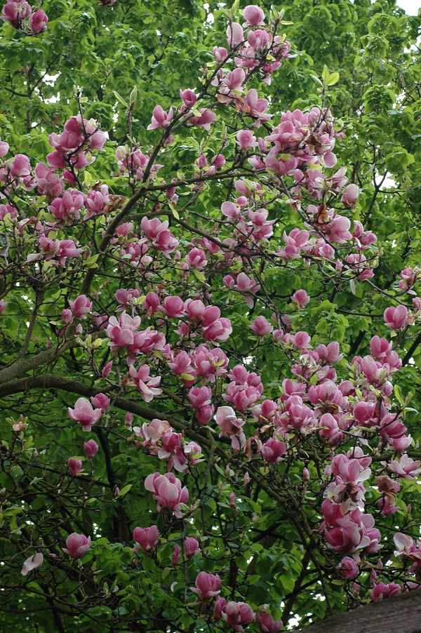 Image of Magnolia &times; soulangeana specimen.