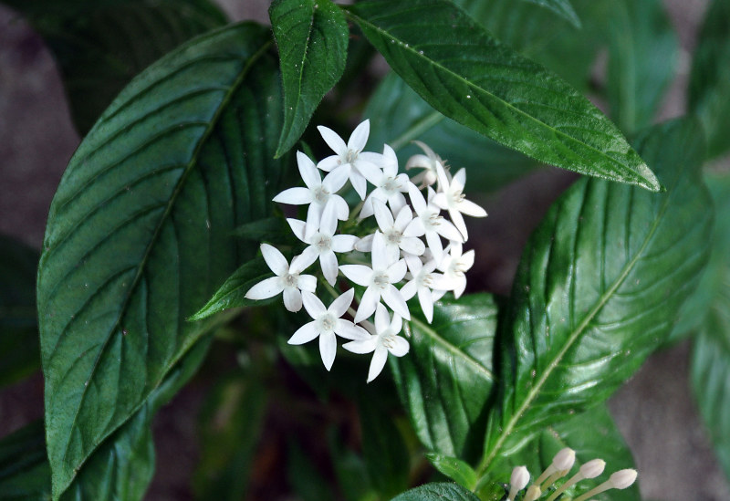 Image of Pentas lanceolata specimen.