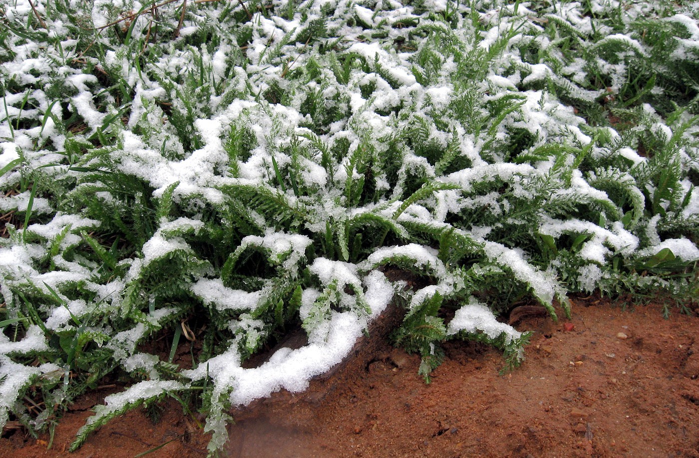 Изображение особи Achillea millefolium.