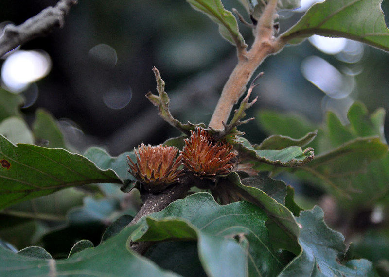 Изображение особи Quercus dentata.