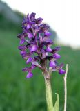 Anacamptis morio subspecies caucasica. Соцветие. Украина, Крым, Бахчисарайский р-н, на юго-запад от с. Красный Мак, пещерный город Эски-Кермен, на известняковых скалах. 23 апреля 2008 г.