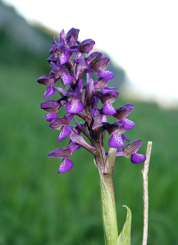 Image of Anacamptis morio ssp. caucasica specimen.