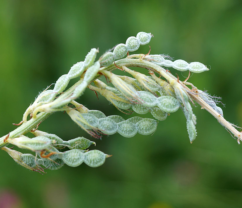 Изображение особи Hedysarum songoricum.